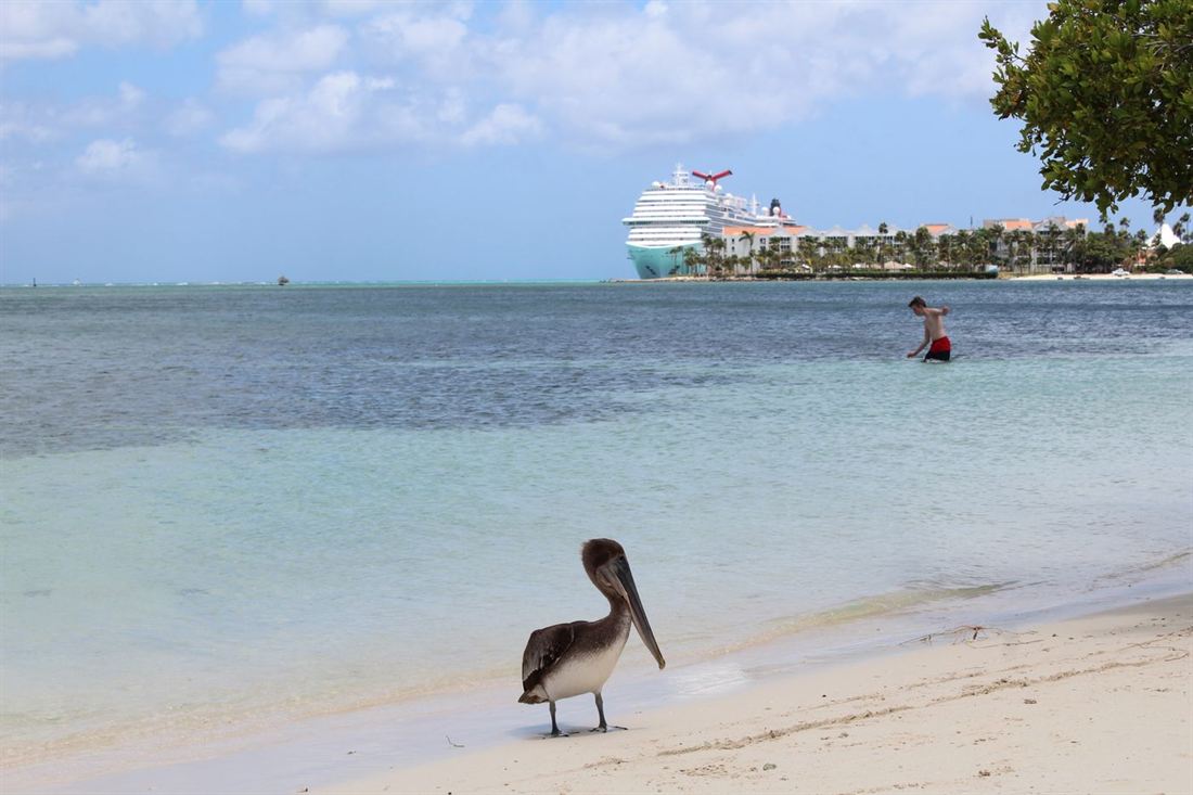 Aruba beach with a pelican, low-rise resorts and a cruise ship offshore