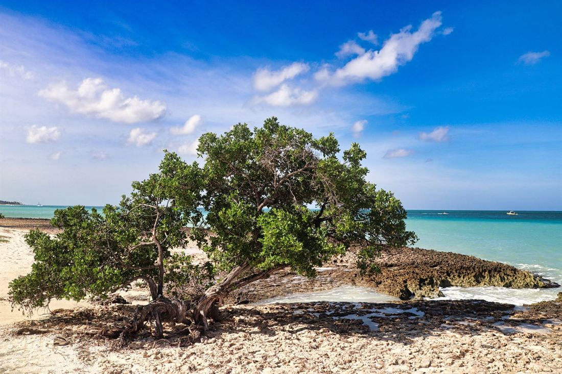 Divi-divi tree on an Aruba beach beside turquoise Caribbean water