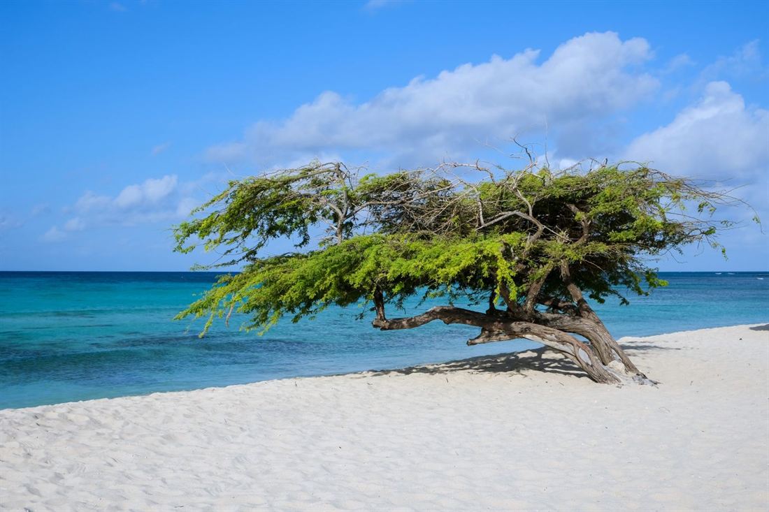 The iconic divi-divi tree on a white-sand Aruba beach
